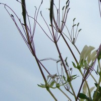 Cleome gynandra L.